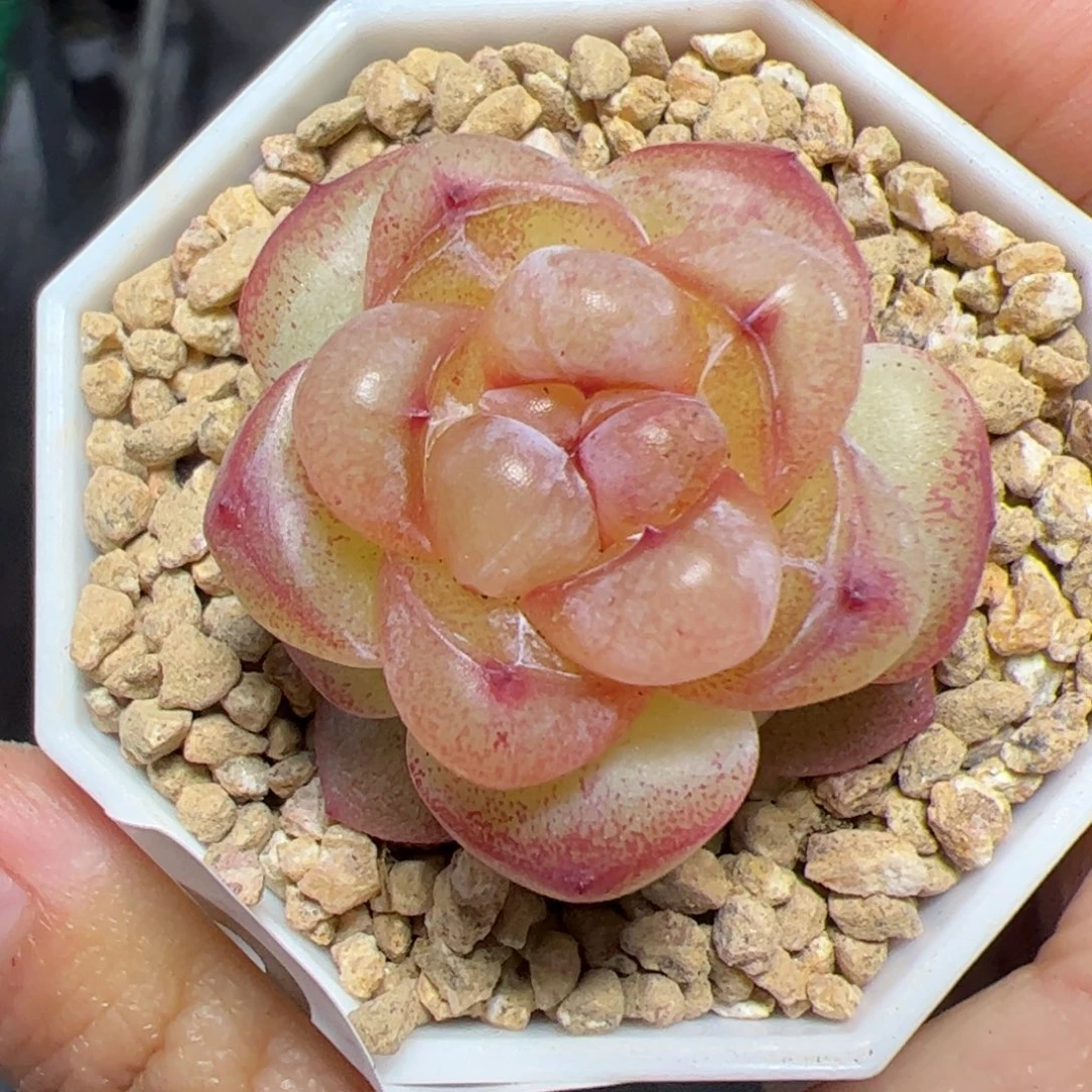 313恶魔之泪多肉植物组合盆栽