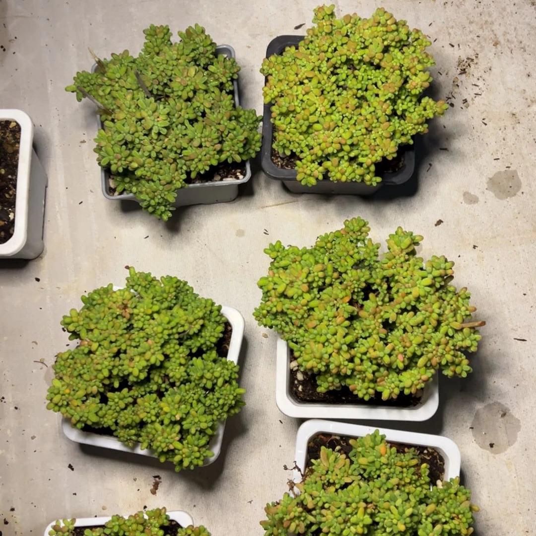 蜜橘糖球10方老桩精品