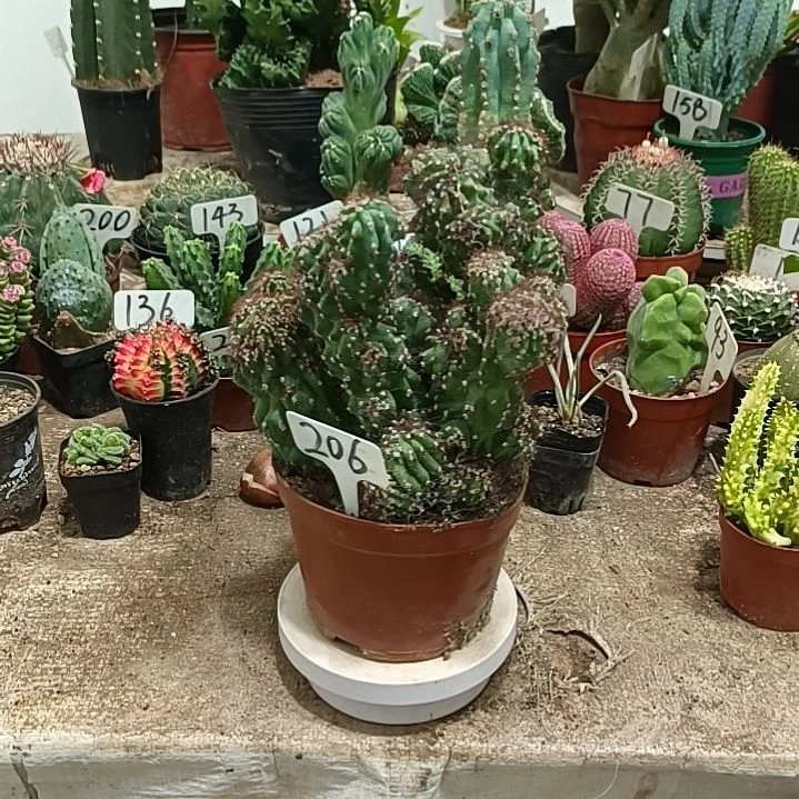 当前无花朵，栽培后可花朵虎头山