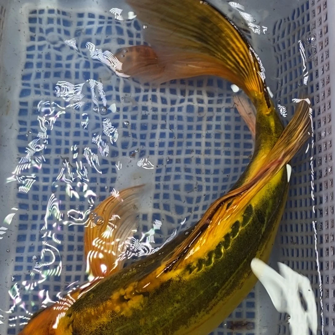锦鲤冷水锦鲤包邮