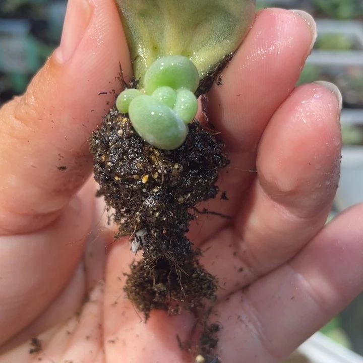 贝壳锦小苗子啊啊啊啊啊啊啊啊