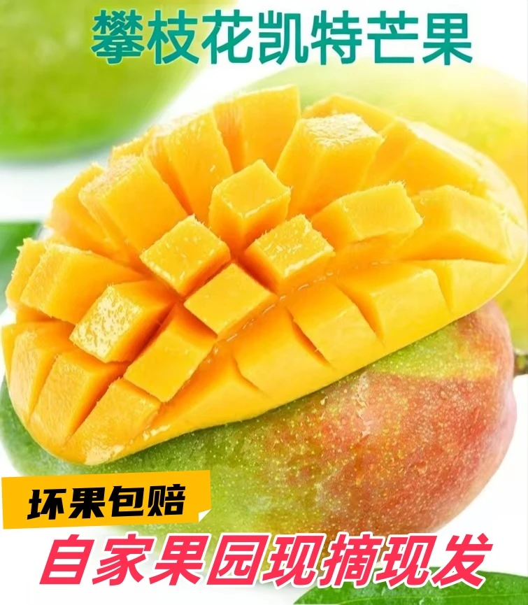 精品凯特绿芒果四川攀枝花新鲜水果采摘优质营养肉厚攀枝花青芒