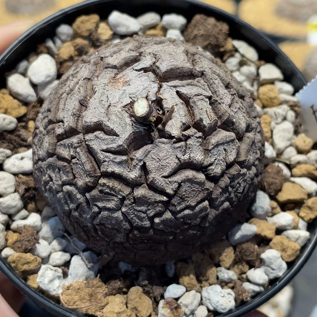 074龟甲龙不退不换