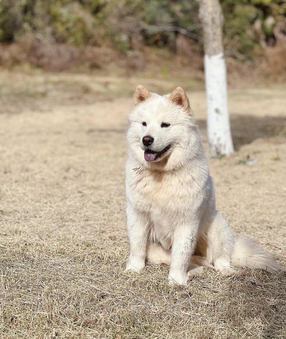 狗狗精品定制相框
