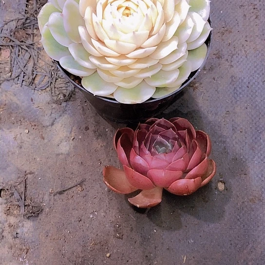小*灵红灯昂斯洛多肉植物群