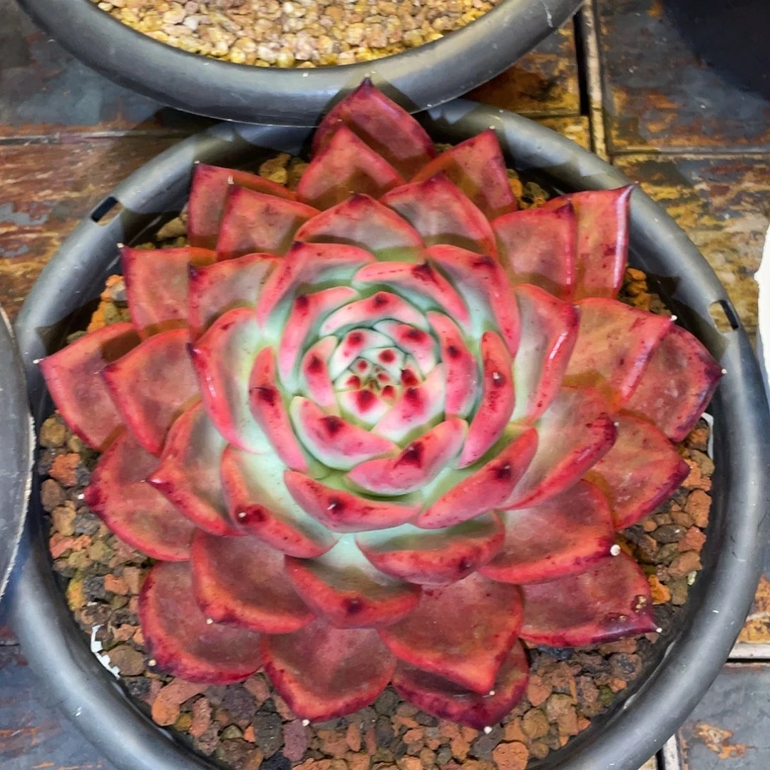 多肉植物一物一拍