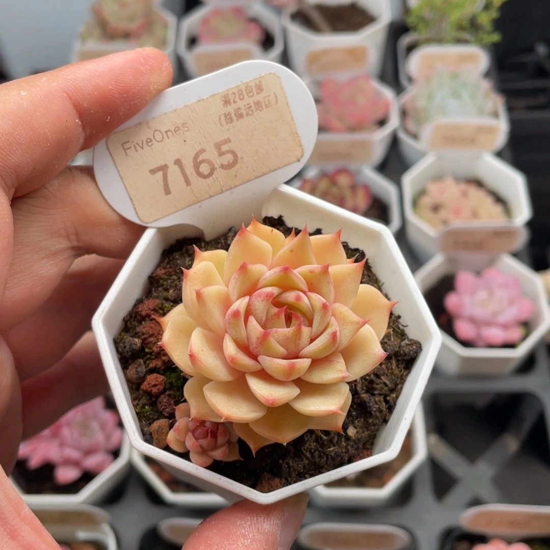 苯巴蒂斯7165-4.5厘米