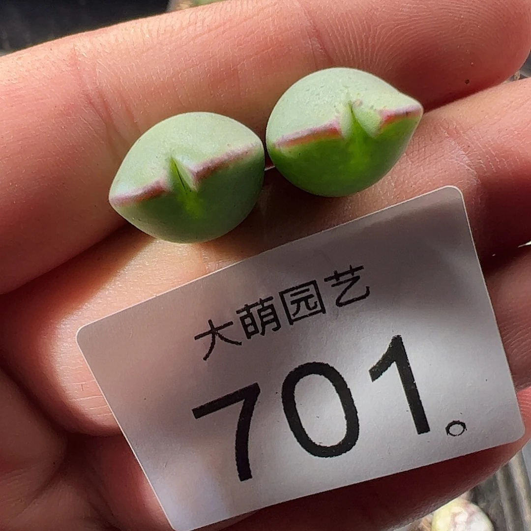 一物一拍正版1414.71皮卡丘701