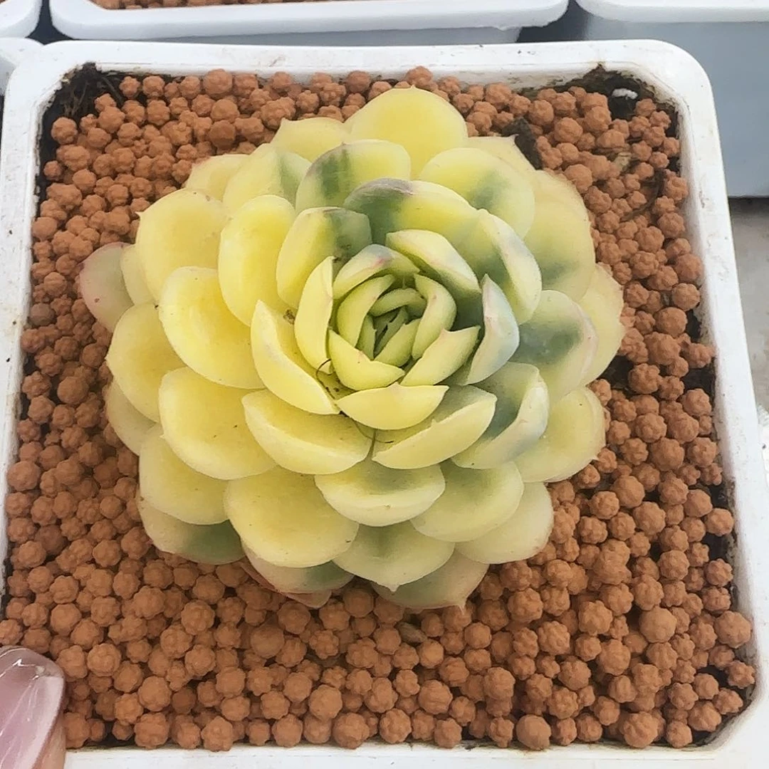 草莓冰锦多肉植物的