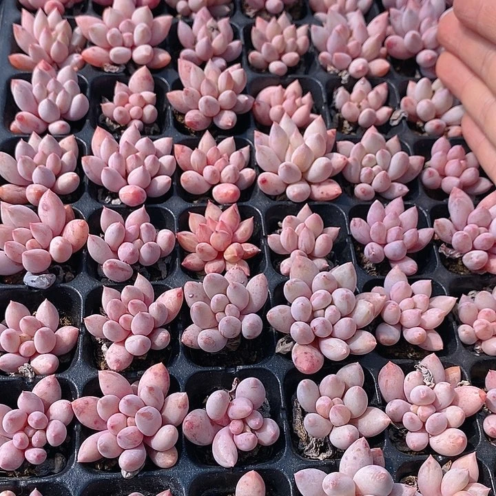 86-88 多肉植物盆栽花卉植物