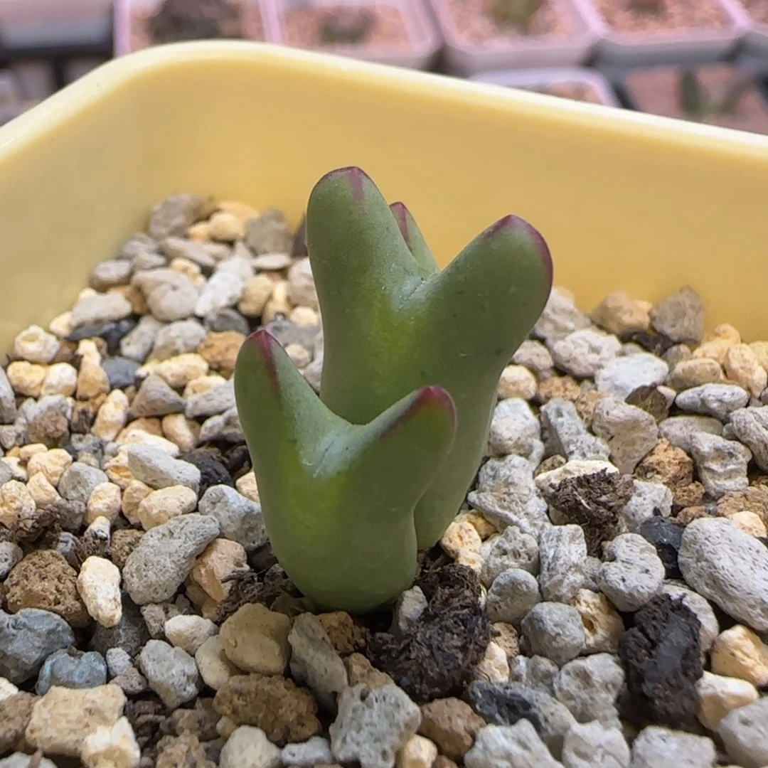 少将皮卡丘三头多肉植物一颗