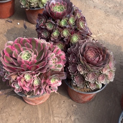 480多肉植物组合