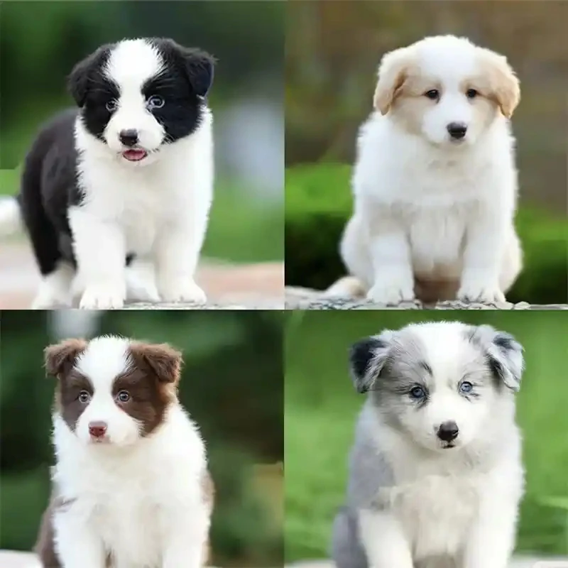 【东哥家萌宠】精品边牧狗狗活体-W-A075