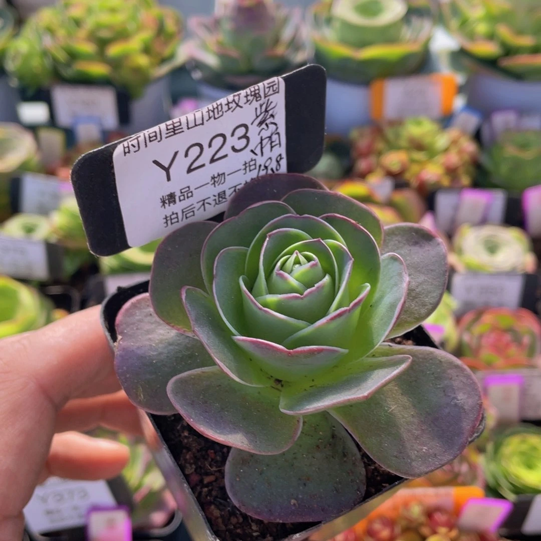 紫帕223一物一拍