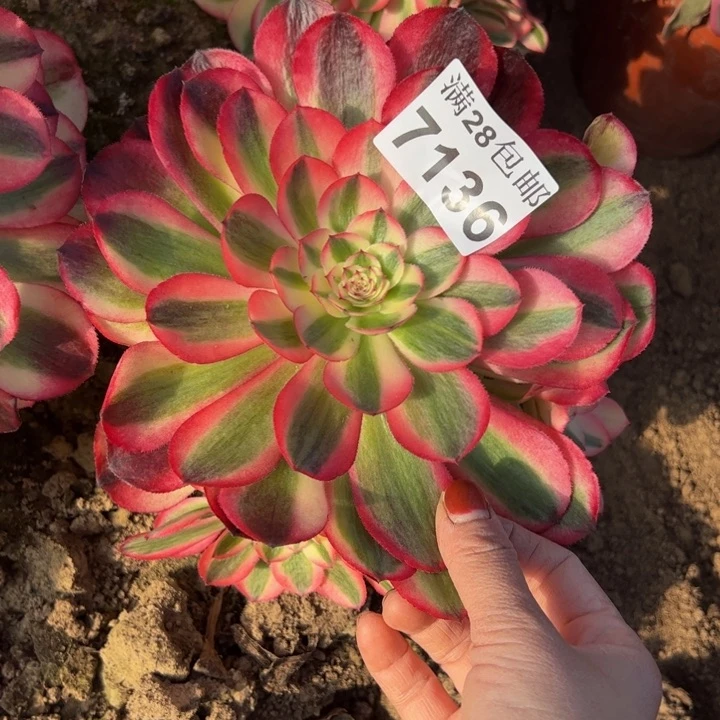 7136南倾城多肉植物