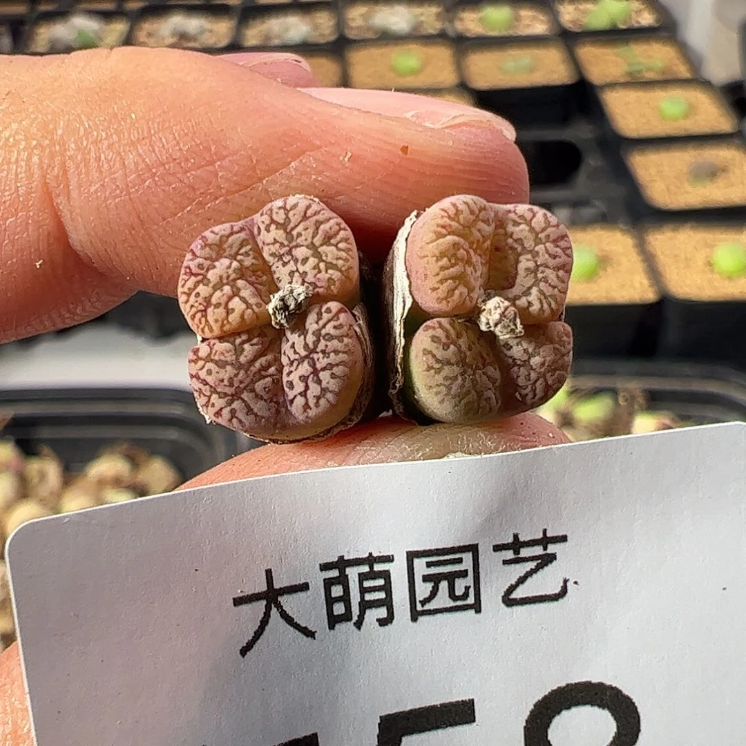 0000一物一拍……558