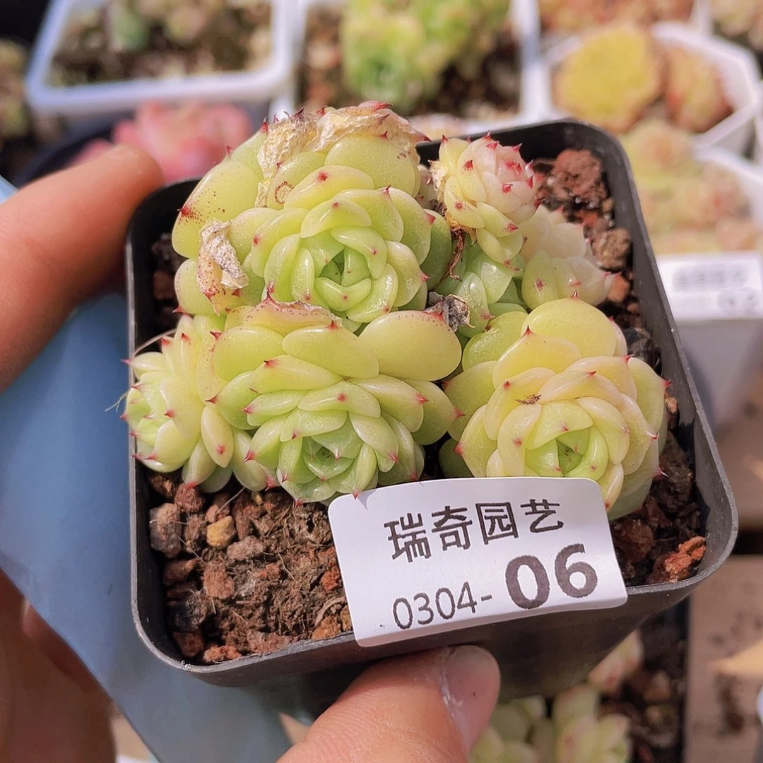 000000000000006量拍