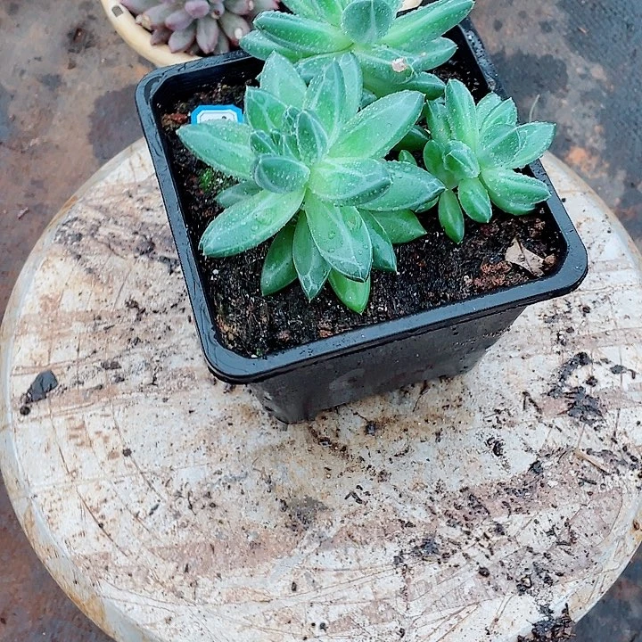 718 美人 一物一拍