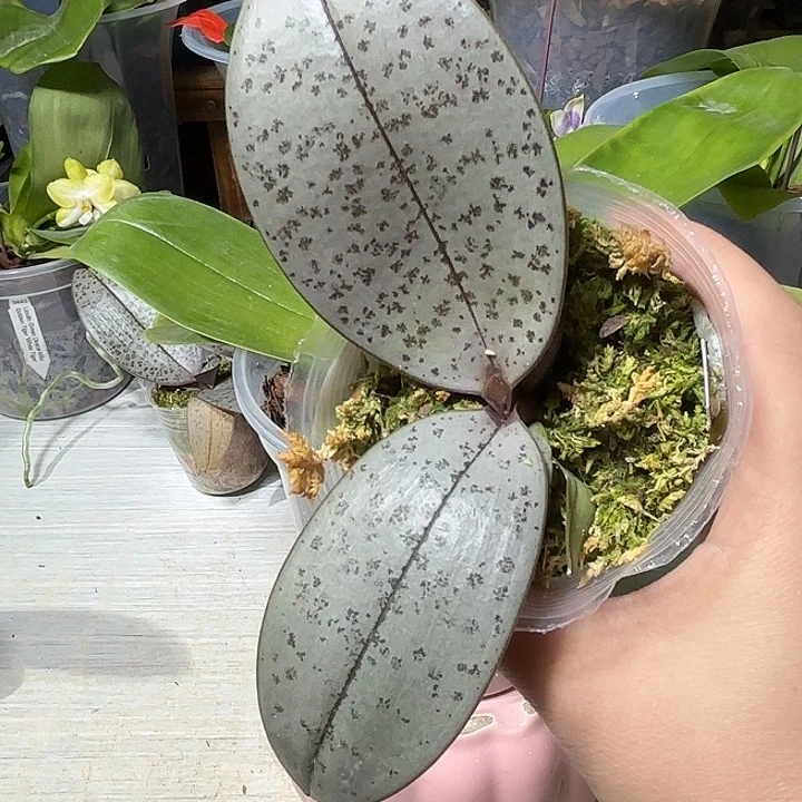 彩****当前无花栽培后可以开花西交象