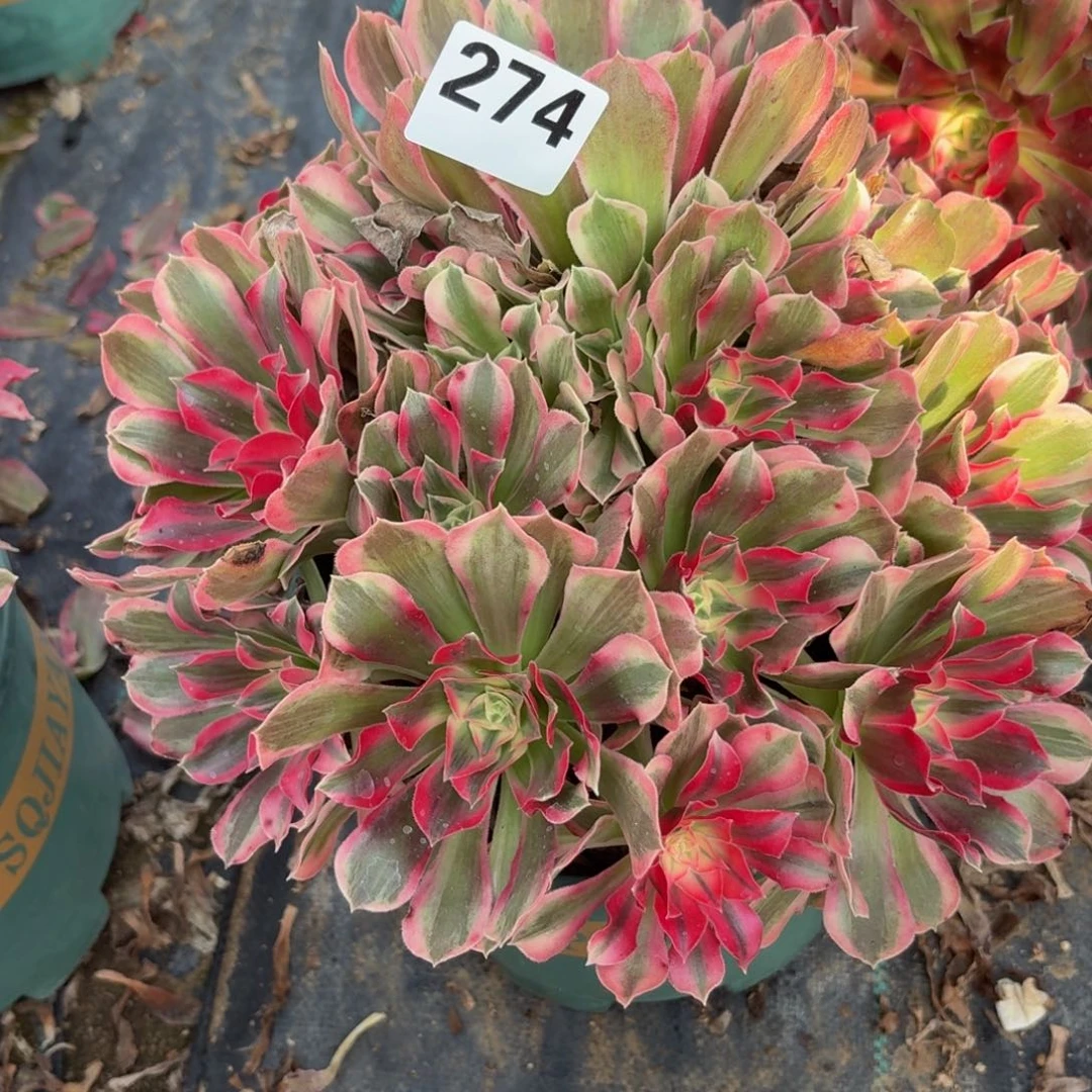 274男神多肉植物福利