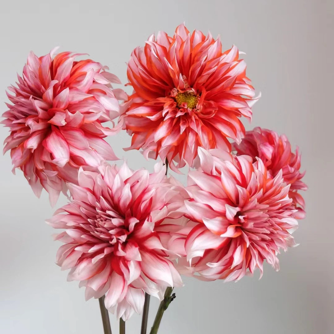 【圣诞老人】进口大丽花多年生盆栽地栽标准生