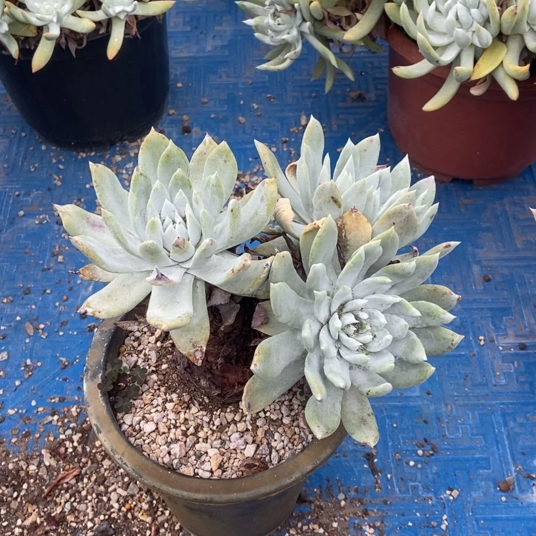 牡丹苹果叶多肉植物啦啦啦