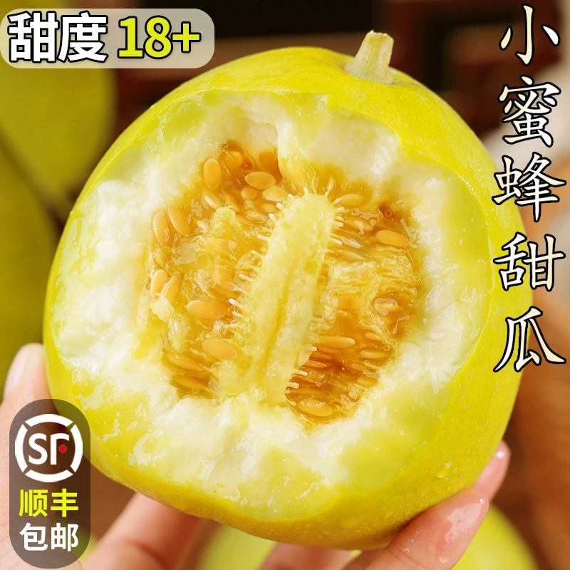 正宗山东小蜜蜂甜瓜星甜头茬早甜脆小蜜罐新鲜直供香甜美味果园