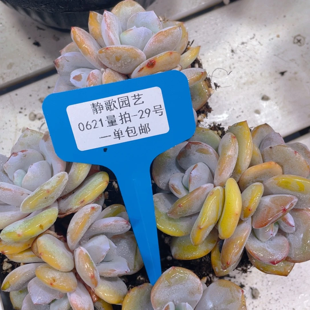 0621-29-奶茶自然群一颗