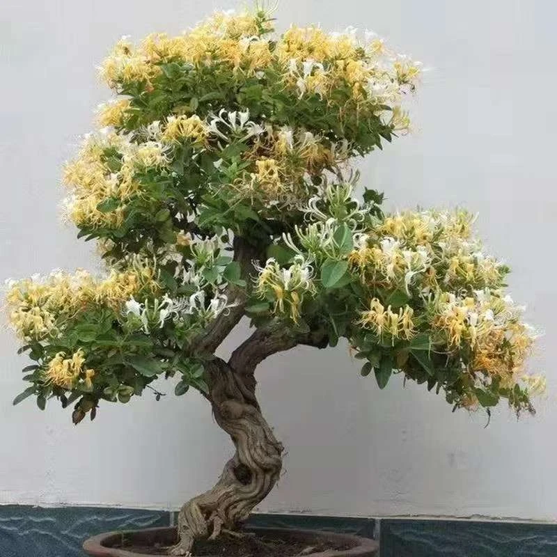 金银色金银花老桩带土球发