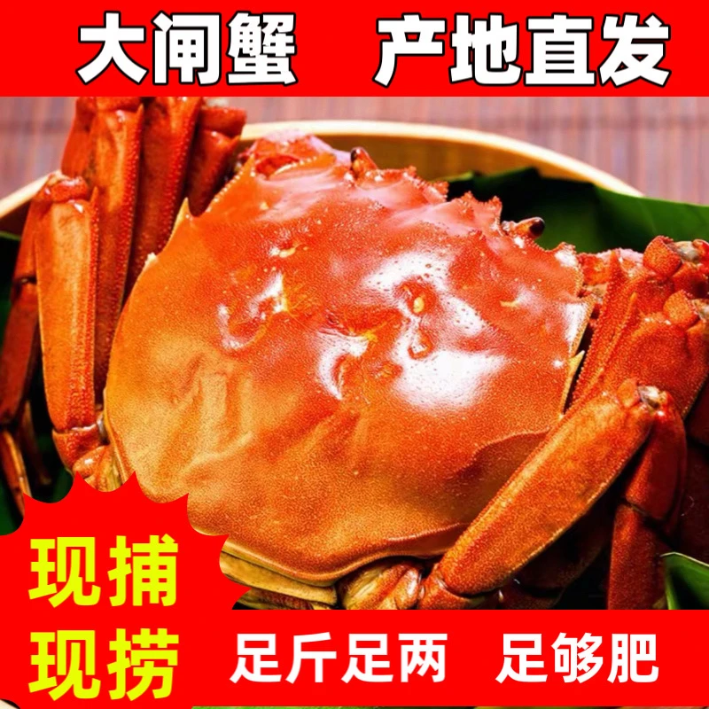 【公母组合】大闸蟹8-10只冷链现发公蟹3.5两4只母蟹2.5两4只起活蟹
