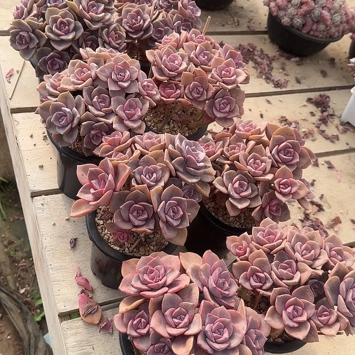 初****彩虹糖多肉植物的