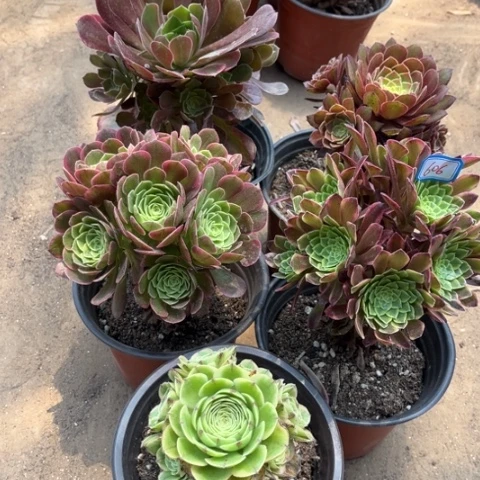 606多肉植物组合