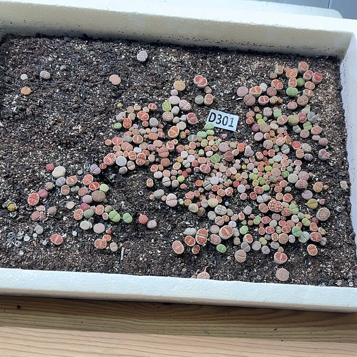 生301石花整筐脱土发货