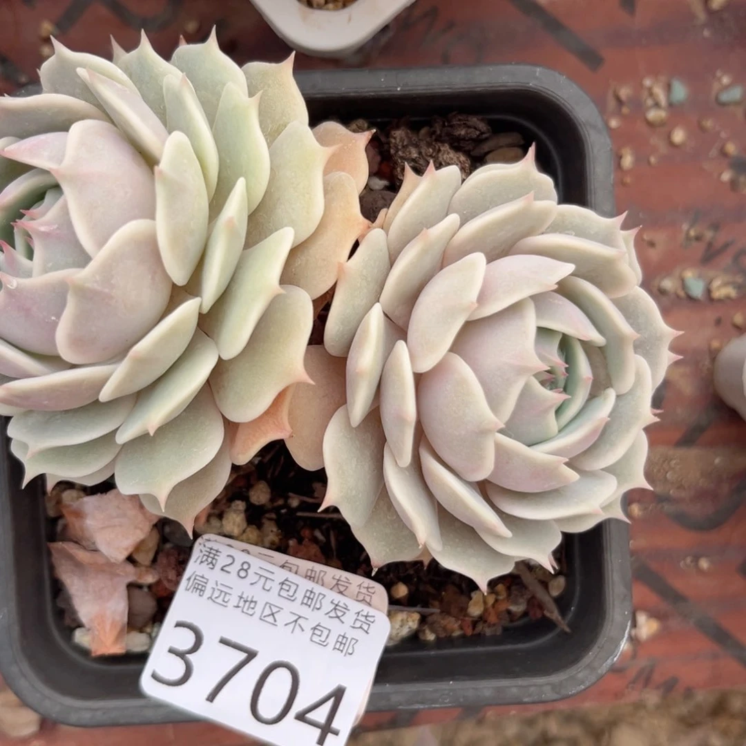 大3704/、x c cv b b b