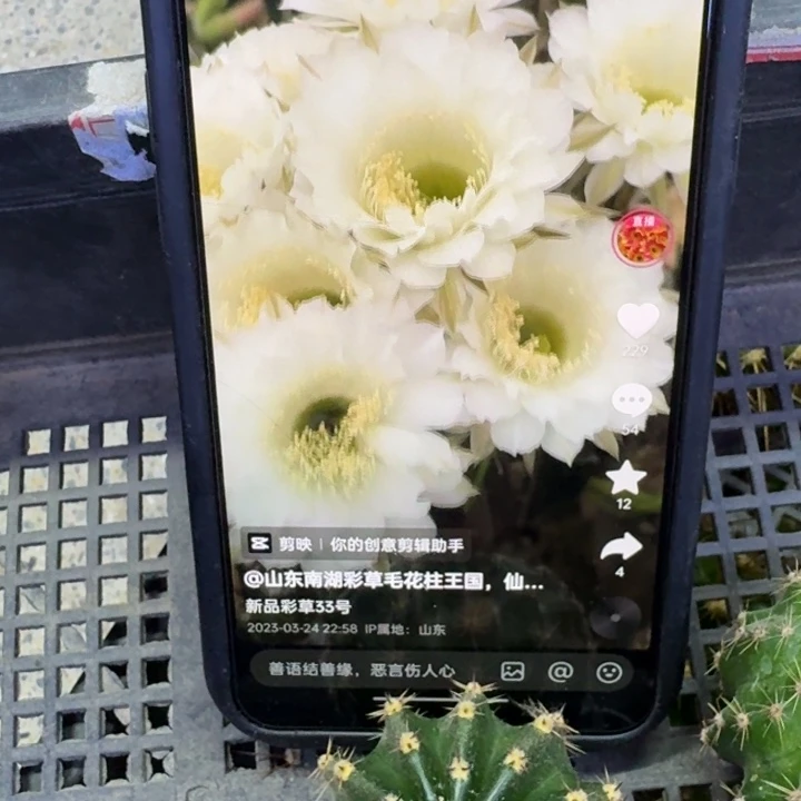 256彩草33歪4公分左右无根侧牙，20包邮