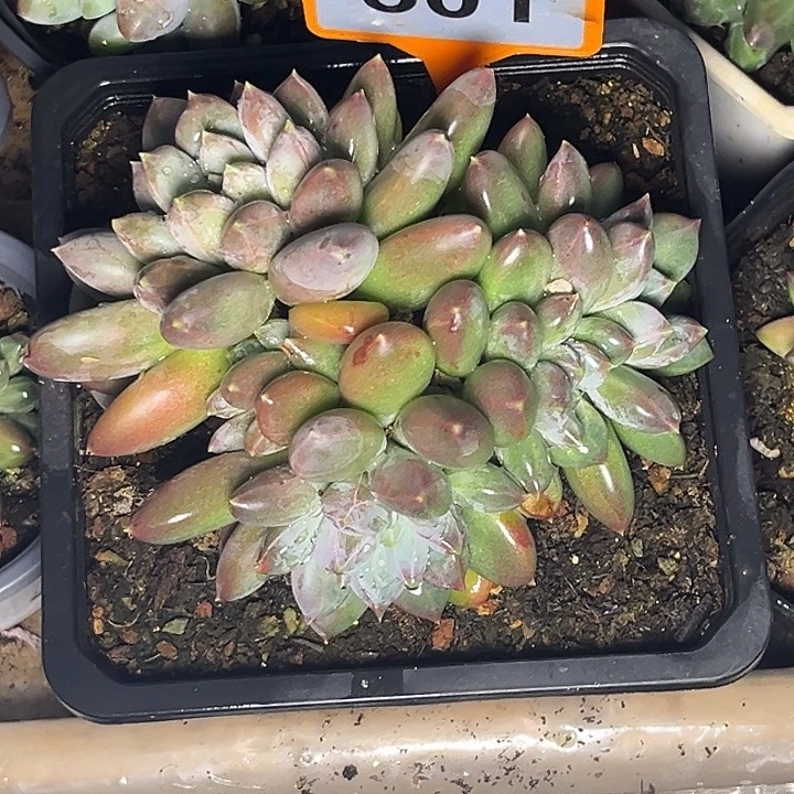 多肉植物天使之翼501