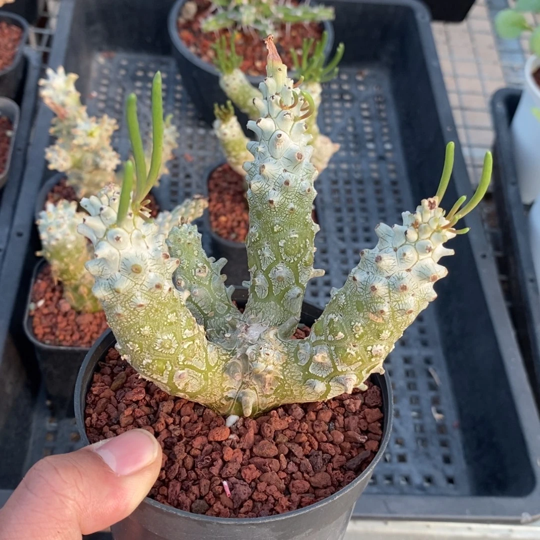 钟馗多肉植物一个多肉