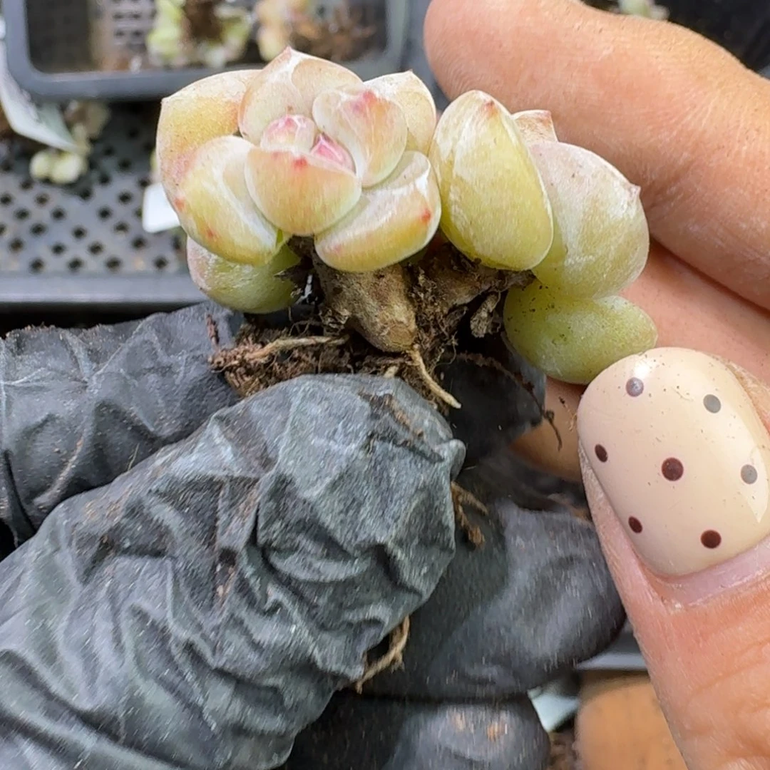 41 号到1框，江北多肉