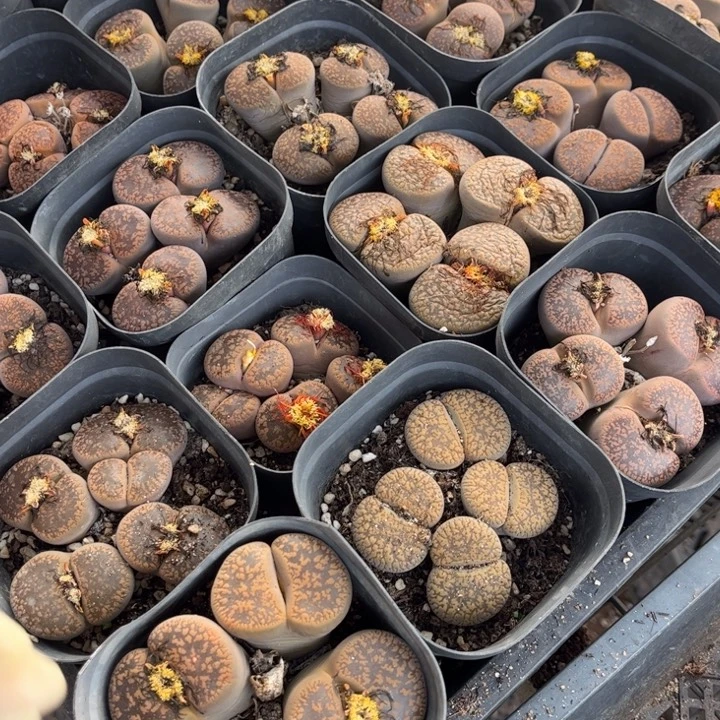 四头日轮8888888888