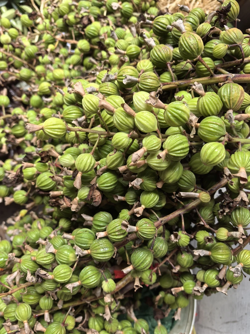 贵州新鲜砂仁纯果煲汤卤肉火锅适用