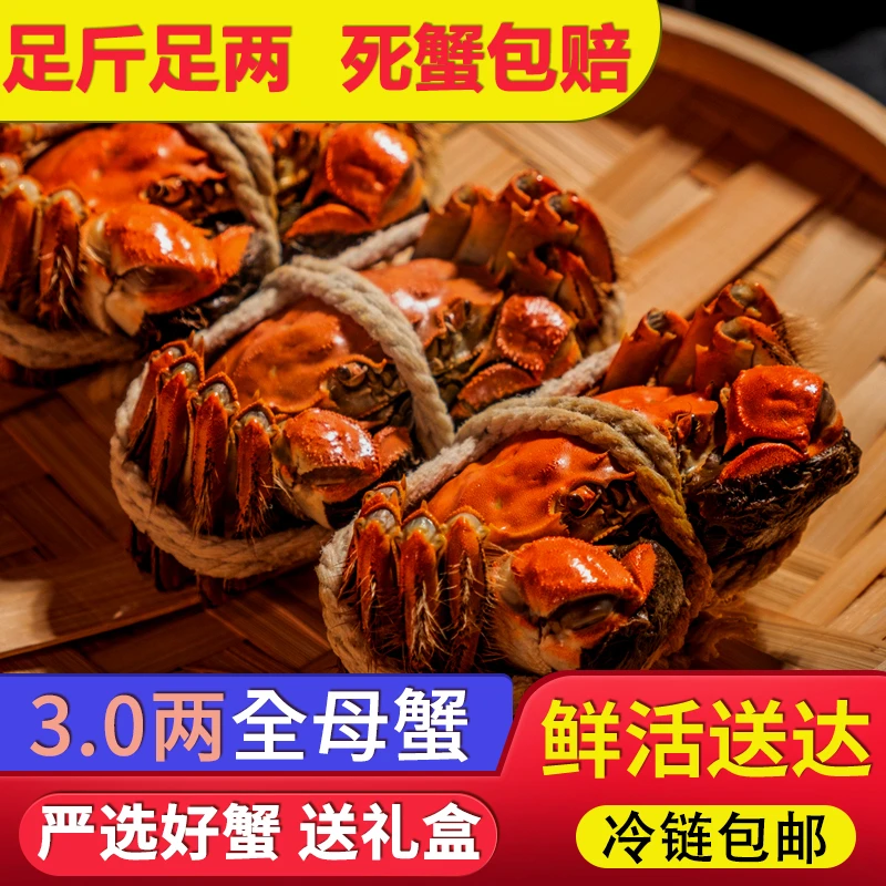 全母蟹3两/只【活蟹】螃蟹   苏州精品蟹 6只/8只/10只 顺丰/京东冷链送货赠吃蟹工具精美礼盒青蟹