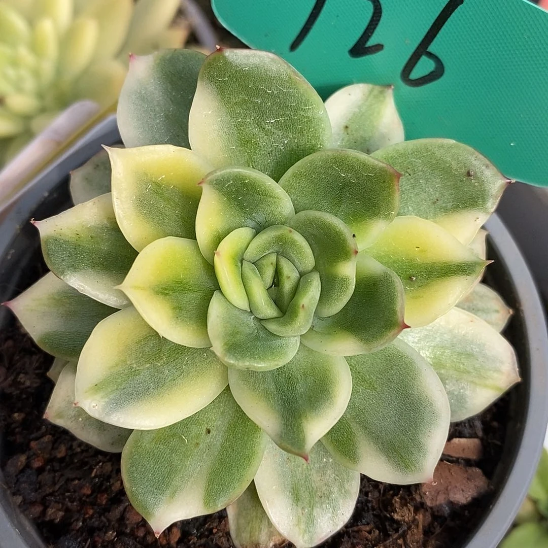 726哈哈哈哈哈哈哈哈