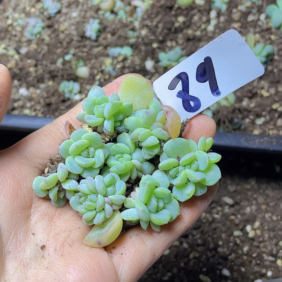 多肉植物多肉植物89