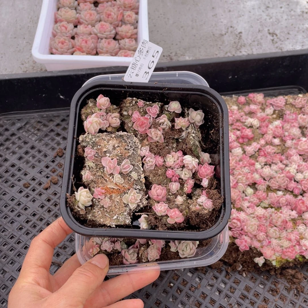 云糖心多肉植物365