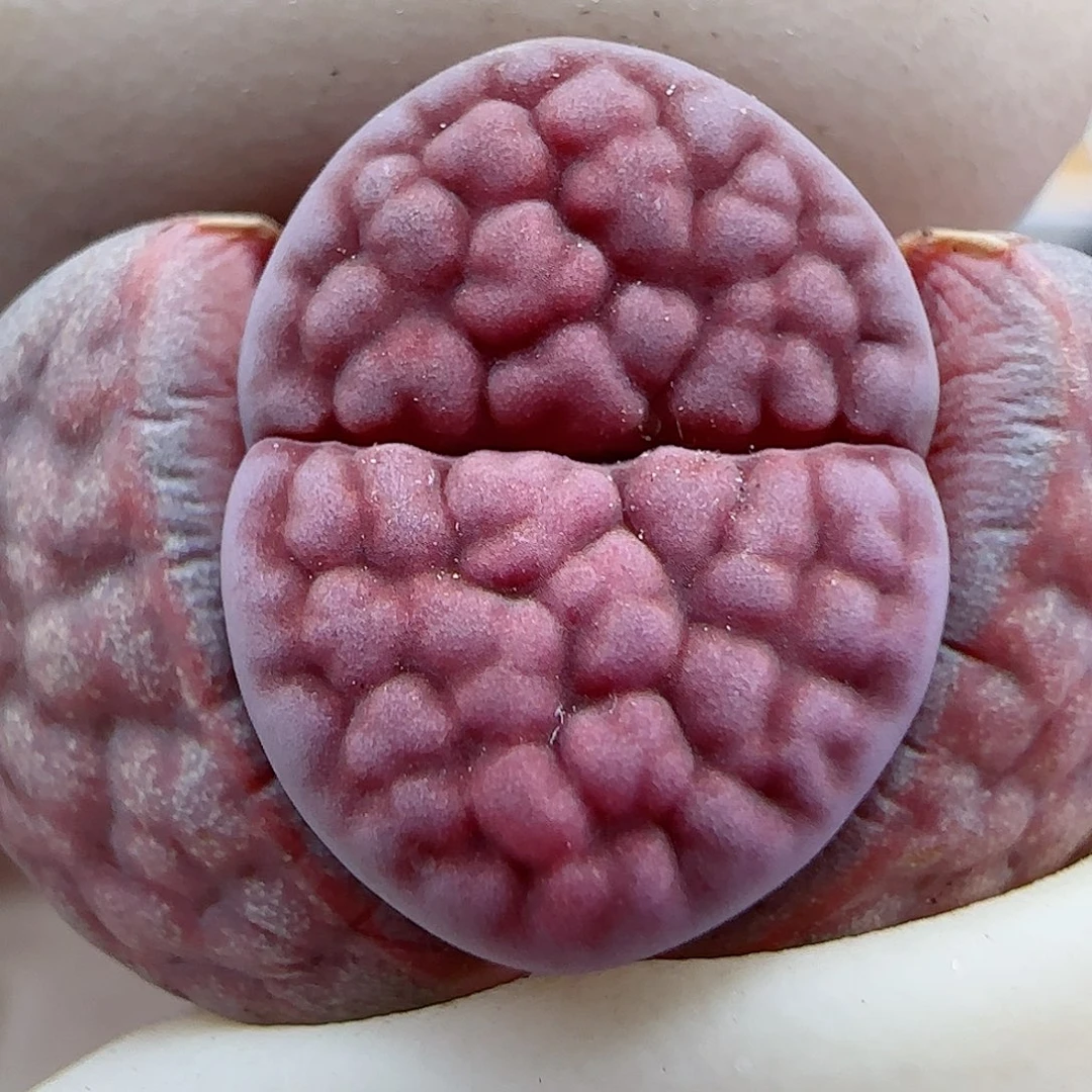 133阿克玫瑰福利