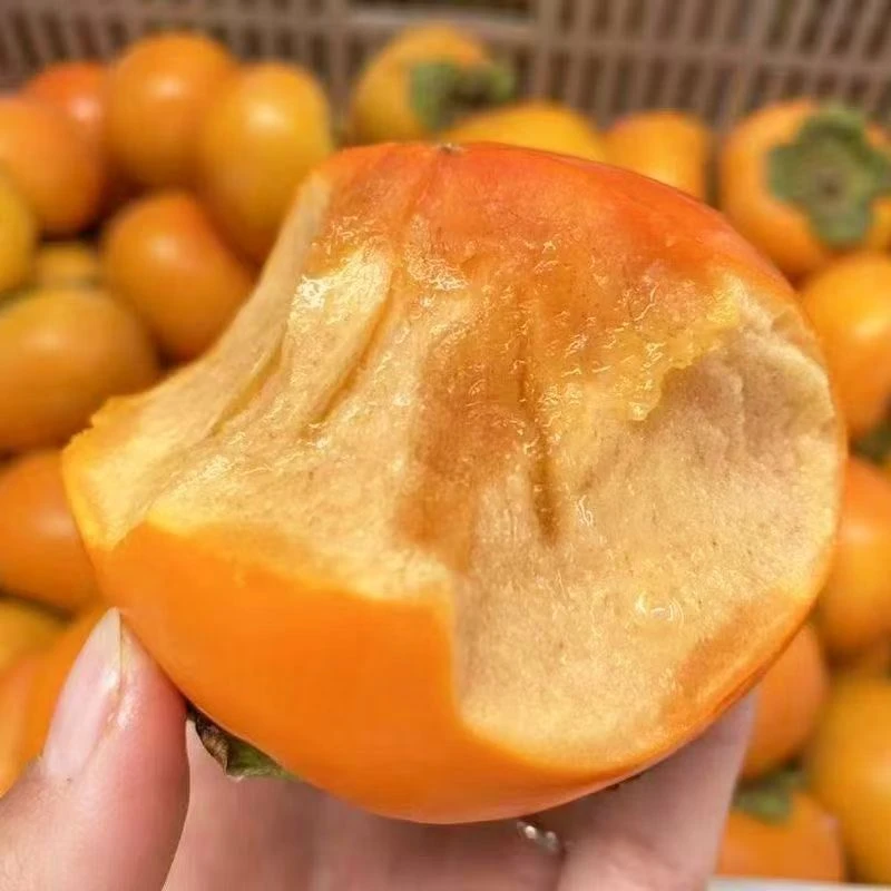 【削皮即食】陕西树熟巧克力脆甜柿子脆甜爽口现摘现发4.5斤装