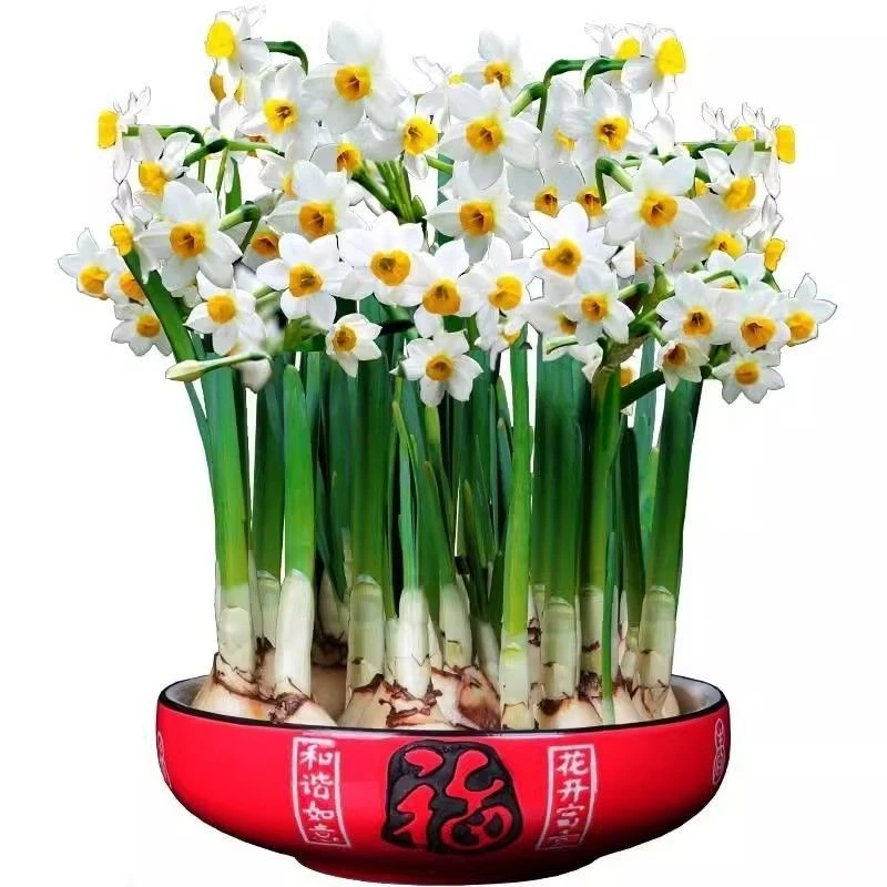 年宵花送礼款漳州水仙花带红色陶瓷盆浓香水培好养