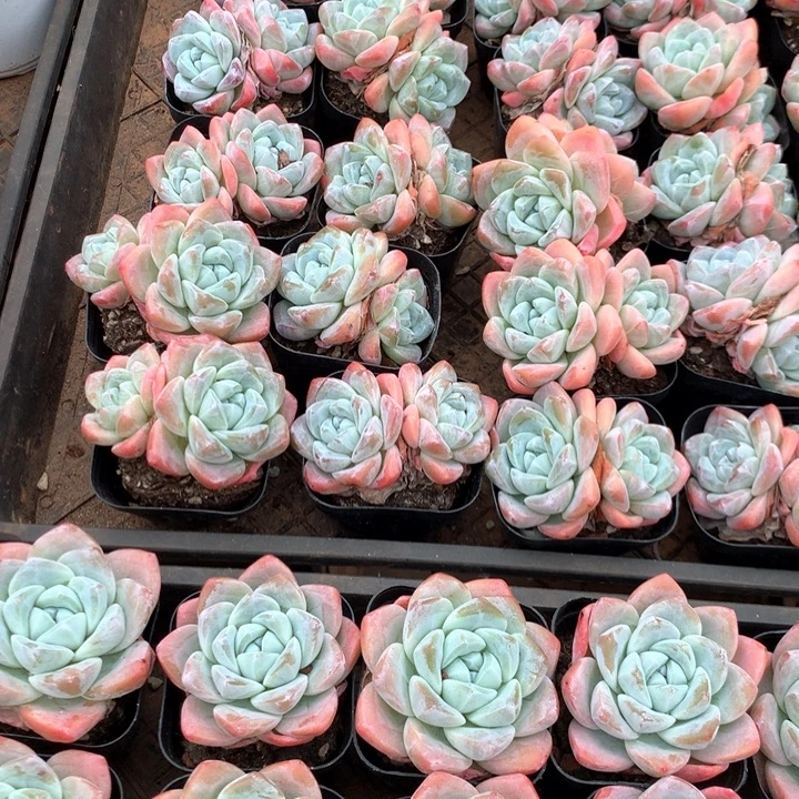 双头暗纹冰玉3颗两单包邮