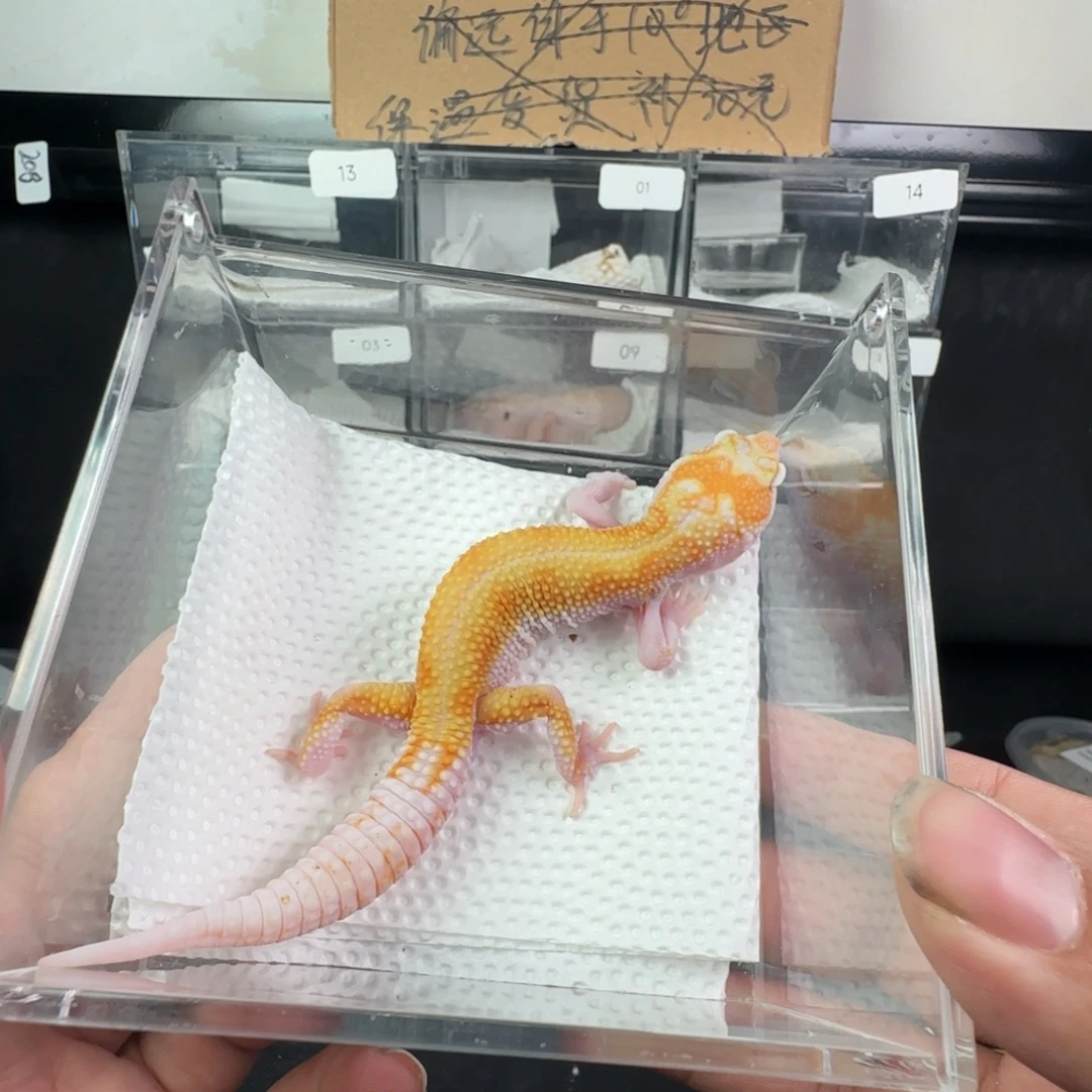 豹纹守宫白黄蜡笔暴龙弟弟