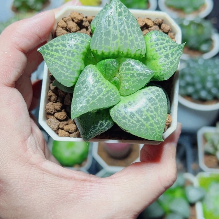 白鲸康平多肉植物
